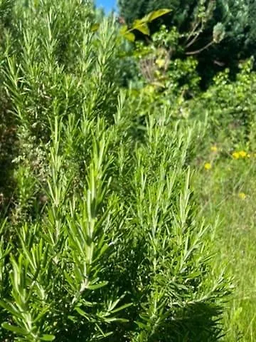 度假居 Modernes Haus Mit Garten In Windberg, Ruhig & Zentral